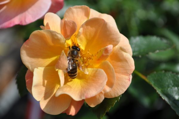 rosa sedana