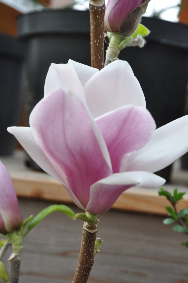 magnolia satisfaction