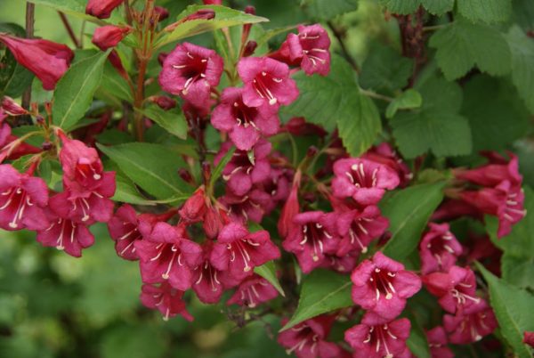 weigela bristol ruby