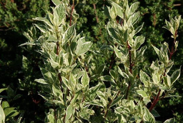 cornus argenteomarginata