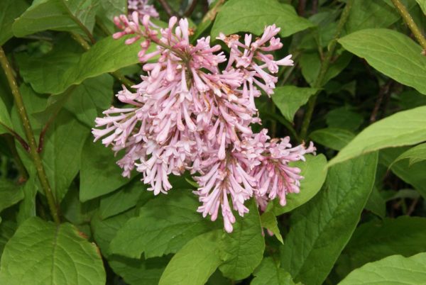 syringa James mc farmland