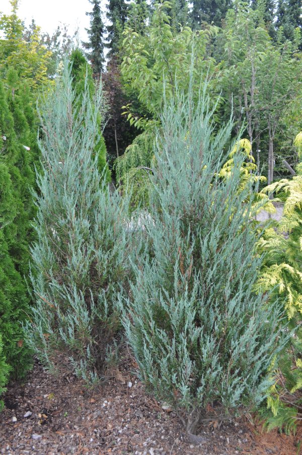 Juniperus blue arrow