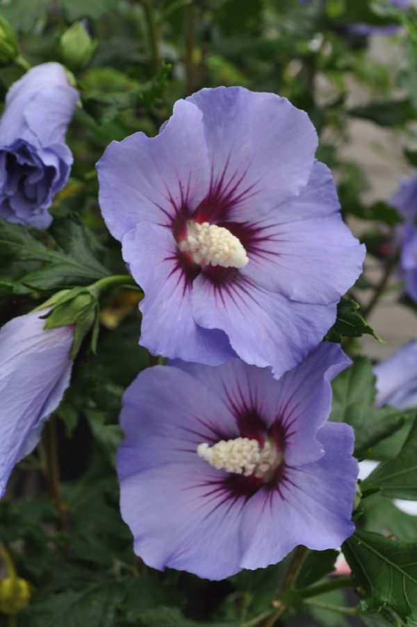 hibiscus marina